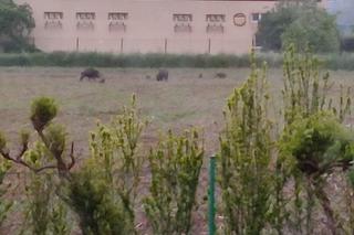 Dziki gonią rowerzystów, odstraszają samochody i zjadają plony. Mieszkańcy Świdnika boją się wyjść z domów