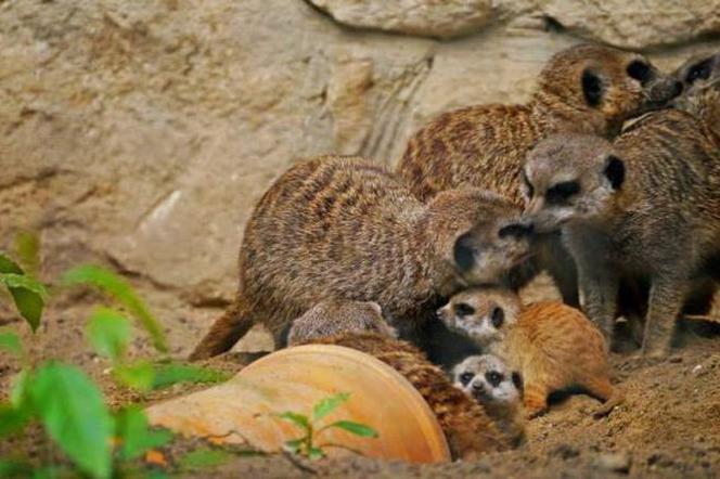 Zamojskie ZOO gotowe na zimę. Zobaczcie!