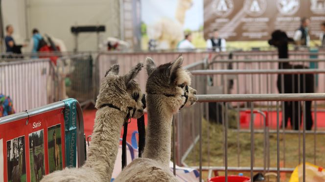 Tak wyglądał Zoopark 2024 w Lublinie! Zobacz zdjęcia