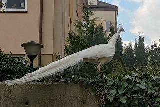 Niecodzienny widok na Kabatach! Między blokami latały wielkie pawie