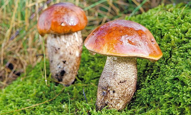 Popularne grzyby jadalne rurkowate