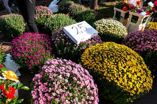 Chryzantemy doniczkowe