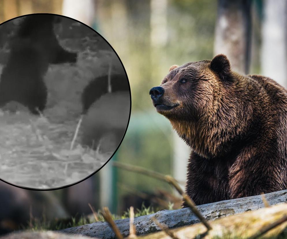 Rodzinka niedźwiedzi buszuje w sadzie. Leśnicy pokazują nagrania i przestrzegają 