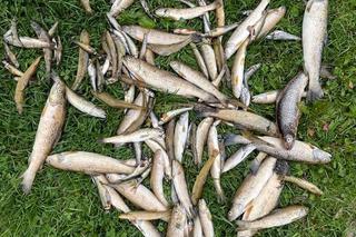 Skażenie potoku Skomielnianka w Małopolsce