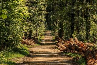 Nocleg w lesie? Żaden problem. Lasy Państwowe ruszyły z nowym programem 