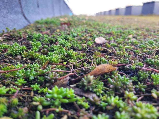 Ogromny trawnik w centrum Lublina. Powstał na dachu szpitala 
