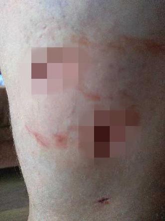 Wilki atakują w Lubuskiem