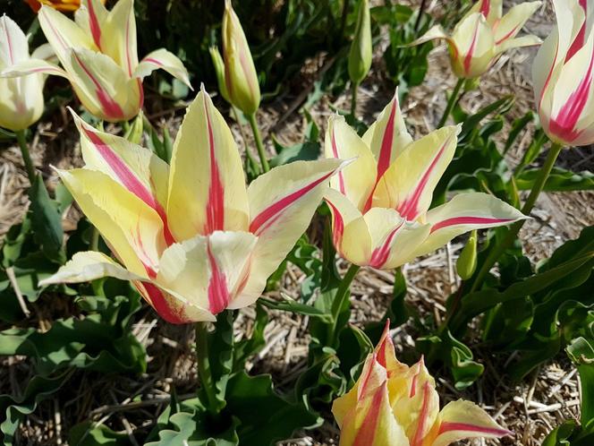 Tulipany liliokształtne