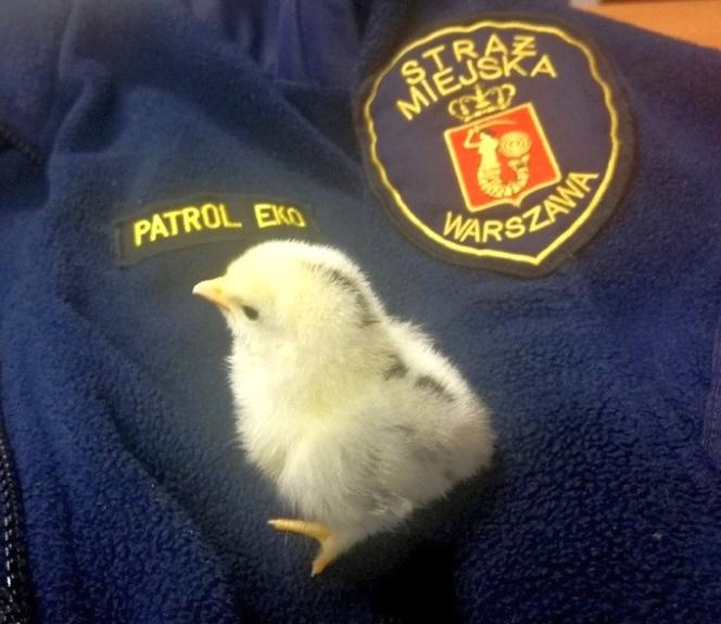 Pisklak uratowany przez Ekopatrol