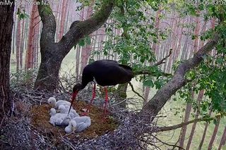 Bocian czarny wyrzucił z gniazda dwa pisklaki