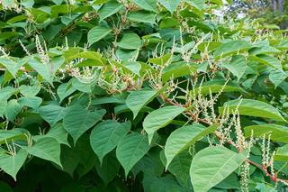   Rdestowiec japoński nielegalny w Polsce. Znajduje się na liście inwazyjnych gatunków obcych