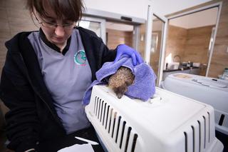 Jeż Franio za mały, żeby przetrwac zimę