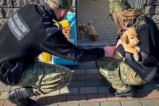Ktoś wrzucił trzy szczeniaki do worka i zostawił w rowie. Uratowali je funkcjonariusze straży granicznej [ZDJĘCIA]