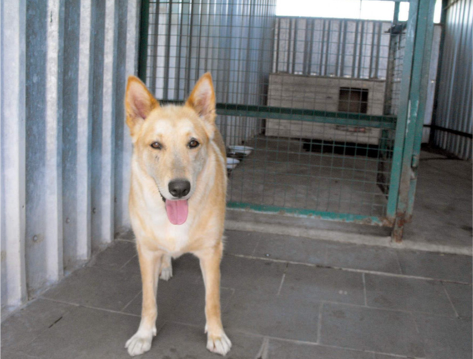 Psy z Radys już w Kędzierzynie-Koźlu! Możesz je adoptować