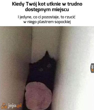 Dzień Kota 2020