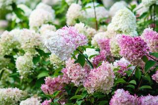 Hortensja bukietowa 'Vanille Fraise' 