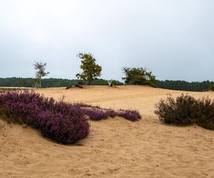 Bory Dolnośląskie