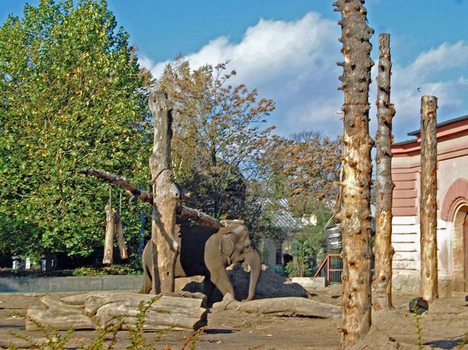 Afrykarium wrocławskiego zoo obchodzi swoje 8. urodziny. Zobacz, jak powstawało [ZDJĘCIA]