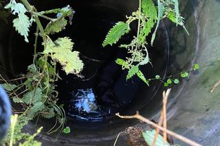 Ze studni słychać było przeraźliwe skomlenie. Misiek i Bonnie mieli wiele szczęścia