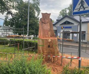 Wyrzeźbili tron z pnia znanego hrubieszowskiego dębu