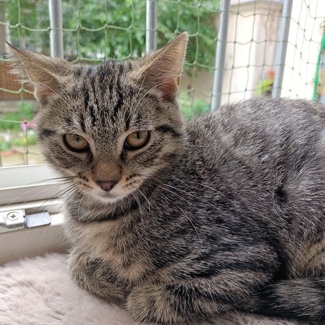 Tramwajowe koty szukają domu. "Fabryka Mruczenia", mały Duńczyk i spółka polecają się do adopcji.