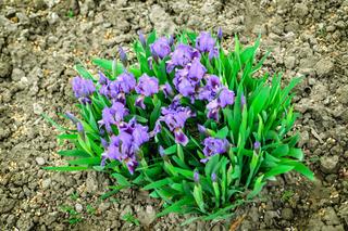 Kosaciec bezlistny - Iris aphylla