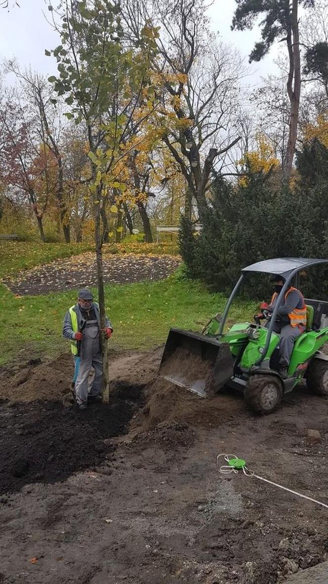 W Toruniu pojawiły się nowe drzewa i krzewy. Nasadzenia w rejonie placu Rapackiego