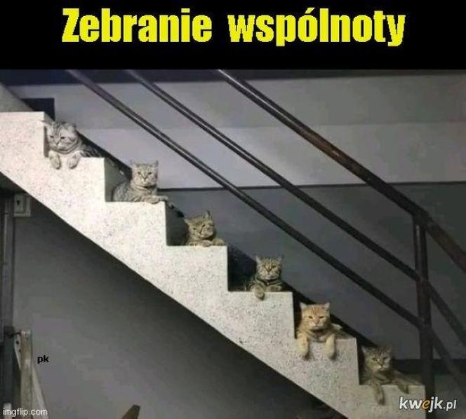 Koty opanowały internet! Memy z mruczkami bawią do łez [TOP 45]
