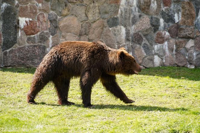 Nowe niedźwiedzie w zoo Akcent w Białymstoku