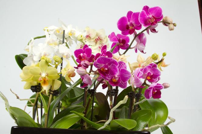 Phalaenopsis