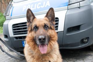 AMOS IDZIE NA EMERYTURĘ