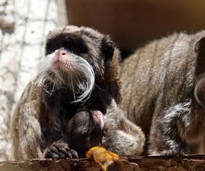 Tamaryna cesarska przyszła na świat w gdańskim zoo