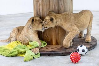 Uratował porzucone lwiątka