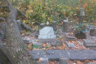 Drzewo zniszczyło lapidarium w Starym Fordonie. Zapytaliśmy miasto o stan pozostałych drzew na ul. Cechowej