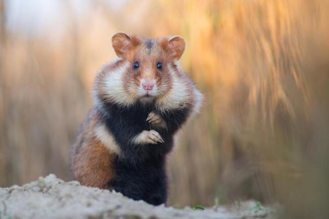 Chomik europejski na granicy wyginięcia! Wyłapywano miliony osobników rocznie