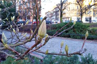 Szczecińskie magnolie budzą się z zimowego snu