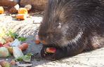 Narodziny jeżozwierzy we wrocławskim zoo