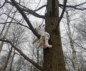 Ucieczka pantery śnieżnej z zoo w Chorzowie. Zdjęcia z akcji poszukiwawczej