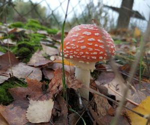 Sezon na grzyby w Siedlcach i powiecie siedleckim