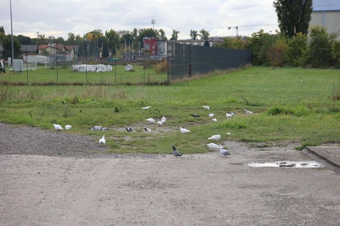 Jesienna odsłona terenów nad Bystrzycą w Lublinie. Tak się prezentuje w październiku