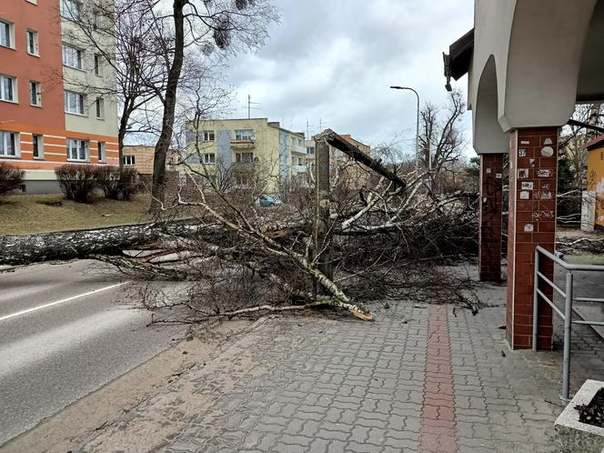 Szkody po Orkanie Eunice. Zrywało dachy, wyrywało grube drzewa, brakowało prądu