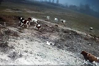 Burek zagryzł mu mamę