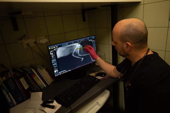 Źli ludzie odstrzelili Zbyszkowi łapę