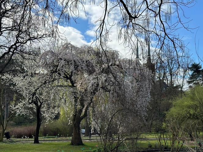 Już 1 kwietnia po zimowej przerwie otwiera się wrocławski Ogród Botaniczny UWr! Co będzie się działo? Ile kosztują bilety?