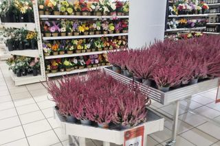 Auchan w Poznaniu: ceny zniczy przed Wszystkimi Świętymi 