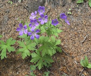 Bodziszek łąkowy - Geranium pratense