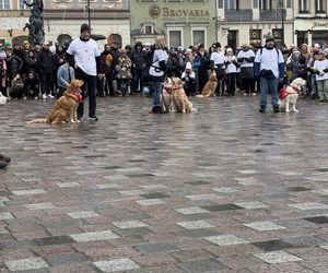 Golden Retriever WOŚP w Poznaniu