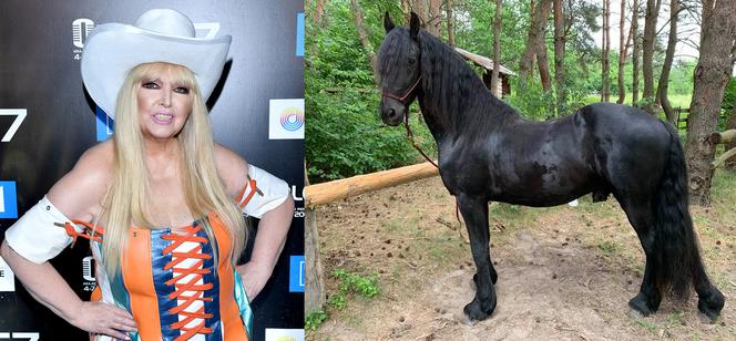 Maryla Rodowicz kupiła konia na pocieszenie
