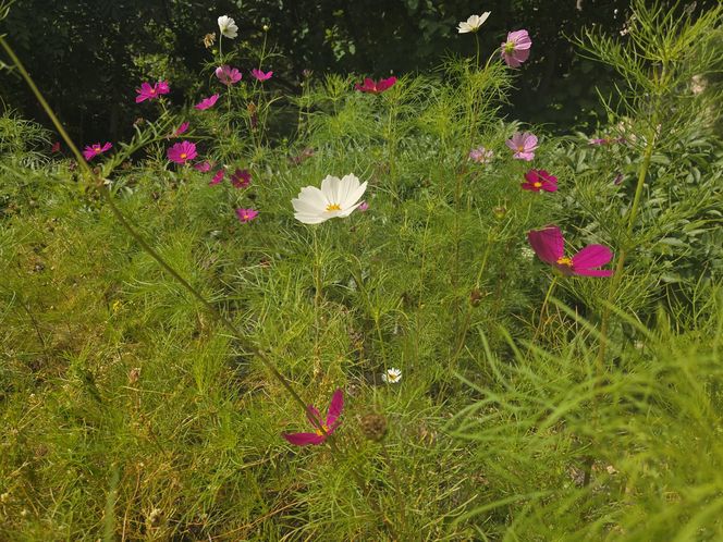 Letni spacer w zielonym sercu Bydgoszczy. Ogród Botaniczny UKW zaprasza!