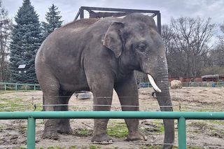 Nowy cennik w Śląskim Ogrodzie Zoologicznym